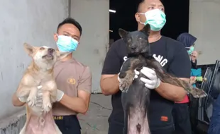 Ikut Pantau Truk Pembawa Anjing, Pemkot Semarang: Mereka Juga Makhluk Hidup