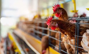 Pemerintah Siapkan Solusi untuk Dongkrak Harga Ayam Peternak