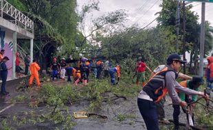 11 Lokasi Pohon Ambruk di Solo saat Hujan Deras, Lalu lintas Dialihkan