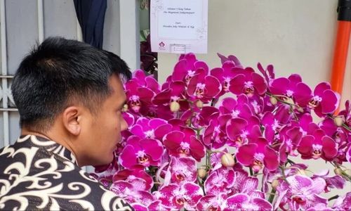 Arti dan Makna Bunga Anggrek Bulan, Hadiah Ulang Tahun Megawati dari Jokowi