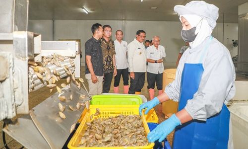 Sejarah! Jateng Ekspor 20 Ton Udang Beku ke Australia