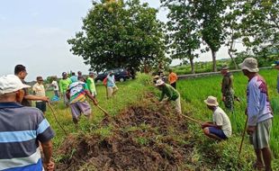 2 Bulan Gropyokan di Sawah, Petani Juwiring Klaten Tangkap 1.500 Ekor Tikus