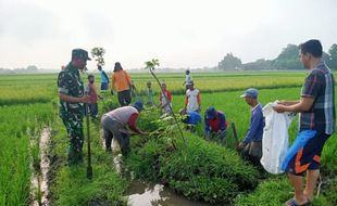 Belasan Hektare Sawah Diserang Tikus, Petani Klaten Terus Gencarkan Gropyokan