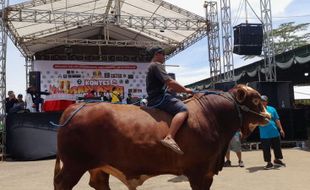 Kontes di Pasar Hewan Jelok Boyolali, Sapi-sapi Berbobot 1 Ton Sedot Perhatian