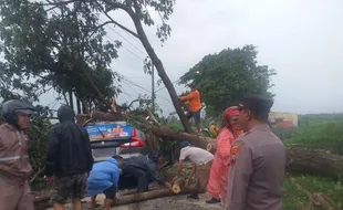 Hujan dan Angin Kencang di Klaten, Pohon Tumbang Timpa Mobil, Baliho Ambruk