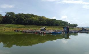 Laris saat Libur Akhir Tahun, Petani Ikan Karamba WGM Wonogiri Untung Besar