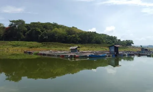 Laris saat Libur Akhir Tahun, Petani Ikan Karamba WGM Wonogiri Untung Besar