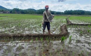 Jatah Pupuk Subsidi Turun 50%, Biaya Produksi Petani Wonogiri Terancam Bengkak