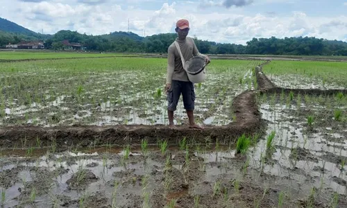 Jatah Pupuk Subsidi Turun 50%, Biaya Produksi Petani Wonogiri Terancam Bengkak