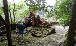 Terkenal Angker, Kayu Pohon Doyo yang Tumbang di Umbul Senjoyo Tak Akan Dijual