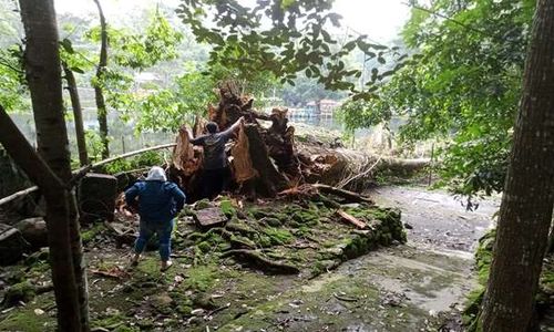 Terkenal Angker, Kayu Pohon Doyo yang Tumbang di Umbul Senjoyo Tak Akan Dijual