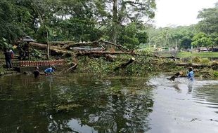 Dianggap Keramat, Pohon Doyo di Umbul Senjoyo Tumbang