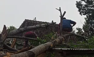 Hujan-Angin Terjang Boyolali, Pohon Tumbang dan Bangunan Rusak di 13 Lokasi