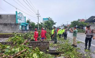 Angin Ribut Terjang 14 Kecamatan di Klaten, Pohon hingga Papan Reklame Ambruk