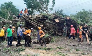 Cuaca Ekstrem, BPBD Wonogiri Ingatkan Pohon Tumbang Rawan Makan Korban