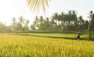 Masih Impor Beras, Mentan Optimistis 3 Tahun Lagi Indonesia Swasembada Pangan