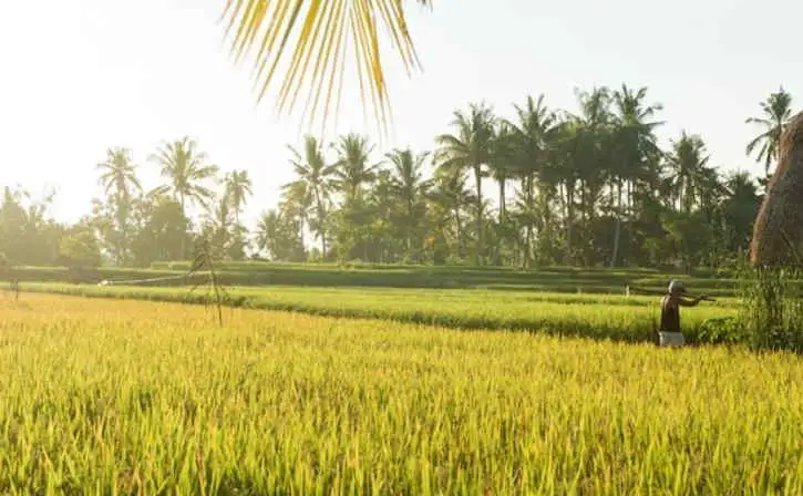 Pertanian Tumbuh 10,52 Persen, Disebut Tertinggi Sejak 53 Tahun