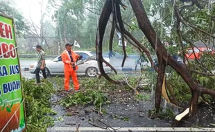 Angin Kencang Robohkan Pohon di 17 Titik di Boyolali, BPBD Minta Warga Waspada