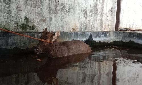 Rusa Jantan Masuk Kolam Ikan Warga Tengger Semarang, Damkar Turun Tangan