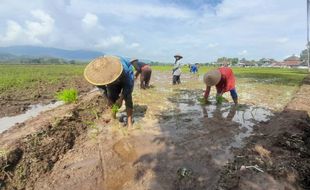 Mulai Tanam Padi, Petani di Wonogiri Masih Waswas setelah Kemarau Panjang