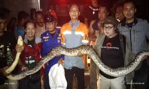 Warga Parangjoro Geger, Ular Raksasa Nangkring di Pohon Setinggi Tujuh Meter