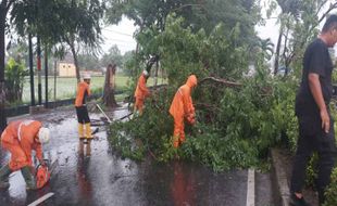 Hujan Angin, Pohon Tumbang Sempat Bikin Akses Solo-Karanganyar Tersendat