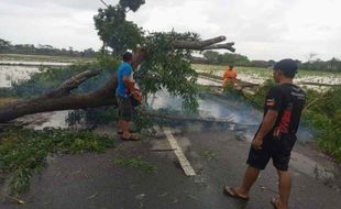 Hujan Angin, Pohon Ambruk Timpa Mobil di Tawangsari Sukoharjo