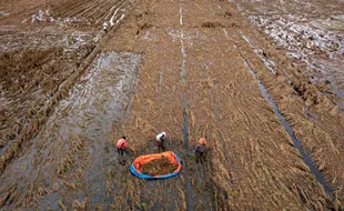 Dampak Banjir Demak, Ribuan Hektare Sawah Gagal Panen