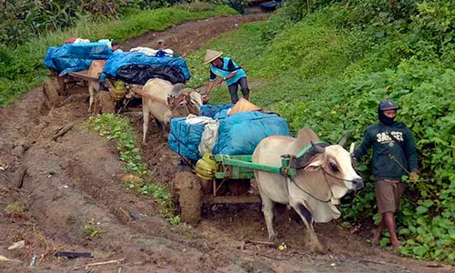 Gerobak Sapi Angkut Kembali Logistik Pemilu dari Daerah Terpencil di Lampung