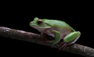 Ini Arti Mimpi Katak, Satwa yang Dipercaya Pembawa Keberuntungan