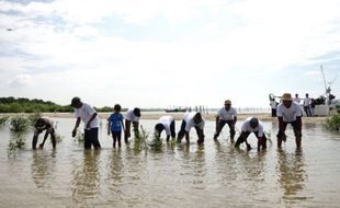 PLN Rehabilitasi Mangrove hingga 100 Hektare demi Perkokoh Pantura Jateng