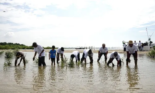 PLN Rehabilitasi Mangrove hingga 100 Hektare demi Perkokoh Pantura Jateng