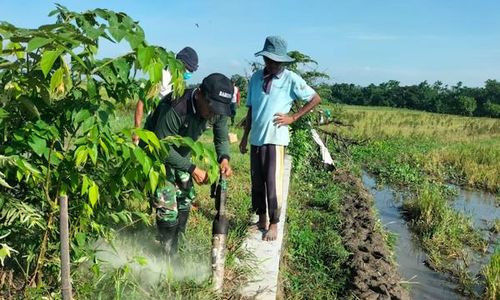 Tikus Merajalela, Petani Klaten Gencarkan Gropyokan hingga Pakai Bom Asap