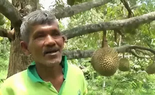 Mengenal Tawing, Durian Khas Magetan yang Punya Rasa Manis & Pahit