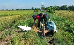 Waduh! Tikus Ancam Hasil Panen 26 Hektare Sawah di 7 Kecamatan Klaten