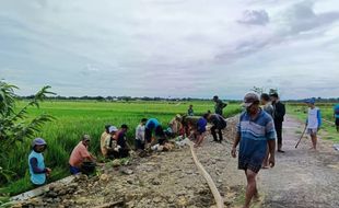 Serangan Tikus di Sawah Bikin Rugi Jutaan Rupiah, Petani Klaten Pusing