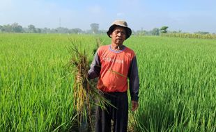 Total 44 Hektare Sawah di Sawit Boyolali Diserang Tikus, Terparah di Gombang