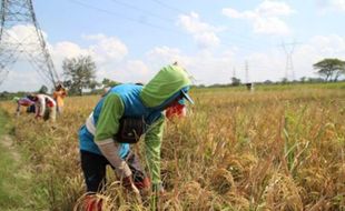 Tiap Bulan Ada Panen, Stok Beras di Klaten Dipastikan Aman sampai Lebaran