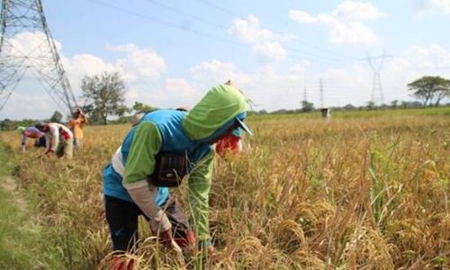 Tiap Bulan Ada Panen, Stok Beras di Klaten Dipastikan Aman sampai Lebaran