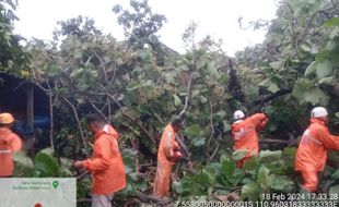 Pohon Jati Tumbang Menimpa Kandang dan Gudang di Tasikmadu Karanganyar