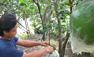 Jelang Perayaan Imlek, Petani Jeruk Pamelo di Magetan Kebanjiran Pesanan