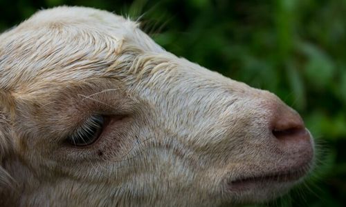 Duh, 26 Kambing di Gunungkidul Mati Mendadak