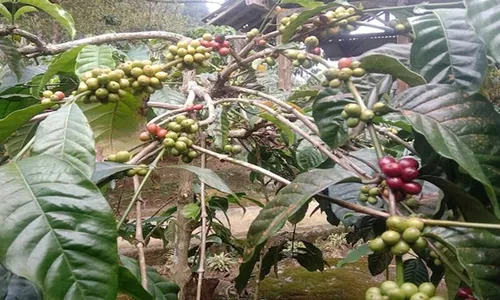 Kopi Lokal Kulonprogo Semakin Dilirik, Harganya Kini Meroket