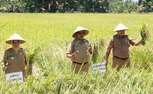 Alhamdulillah! Jateng Mulai Panen Raya, Berharap Harga Beras Berangsur Turun