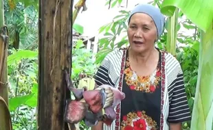 Heboh! Pohon Pisang di Magetan Berbuah di Tengah Batang