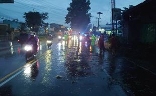 Pengendara Motor Tertimpa Pohon Tumbang saat Hujan Deras di Winong Boyolali