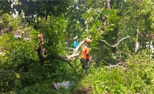 32 Rumah dan Balai Desa Rusak akibat Puting Beliung di Giritontro Wonogiri