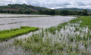 Sawah Kerap Tergenang, Petani Gantiwarno Klaten Harus Bolak-balik Tanam Ulang