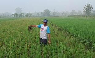 Apes! Padi Diserang Tikus, Petani Sawit Boyolali Rugi Puluhan Juta Rupiah