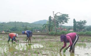 Petani Wonogiri Diprediksi Cuma Panen Sekali 2024 Ini, Produksi Beras Terganggu